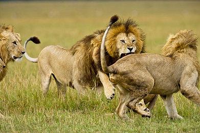 该来的还是来了 《艾尔登法环》托马斯引擎MOD发布